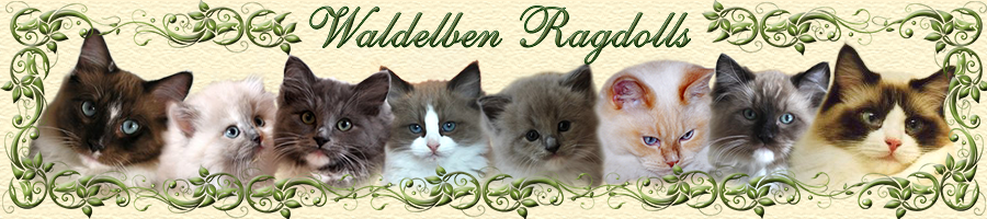 Waldelben Ragdolls
